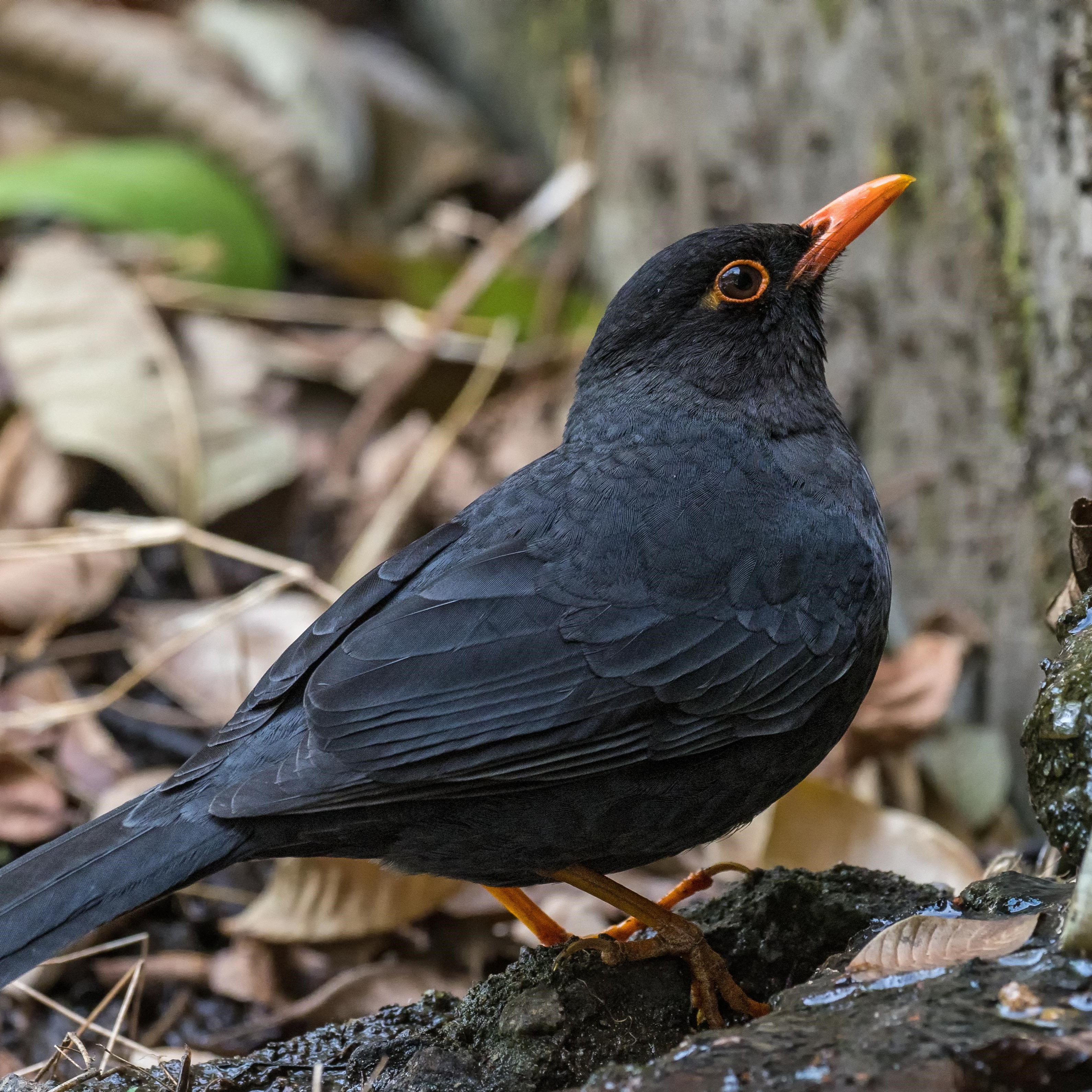 Indian Blackbird Simillimus Species Factsheet | BirdLife DataZone, image size:3182x3182