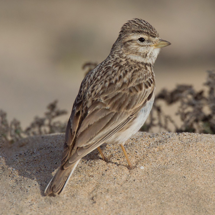 Porno qizlar uchun qaychi 3 kokrak porno onlayn