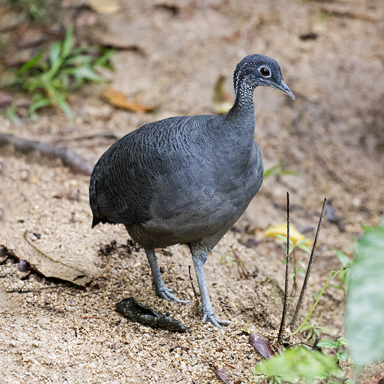 Brazil bird ブラジル　バード　アキツユコ Brazil bird ブラジル バード アキツユコ - メルカリ