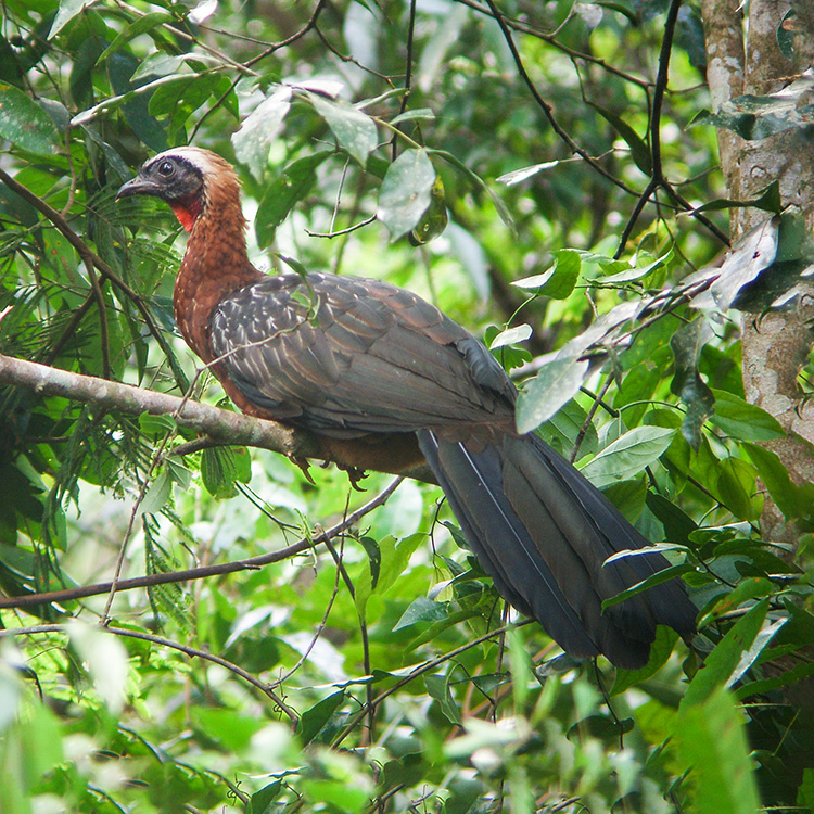 Brazil bird ブラジル　バード　アキツユコ Brazil Factsheet | BirdLife DataZone