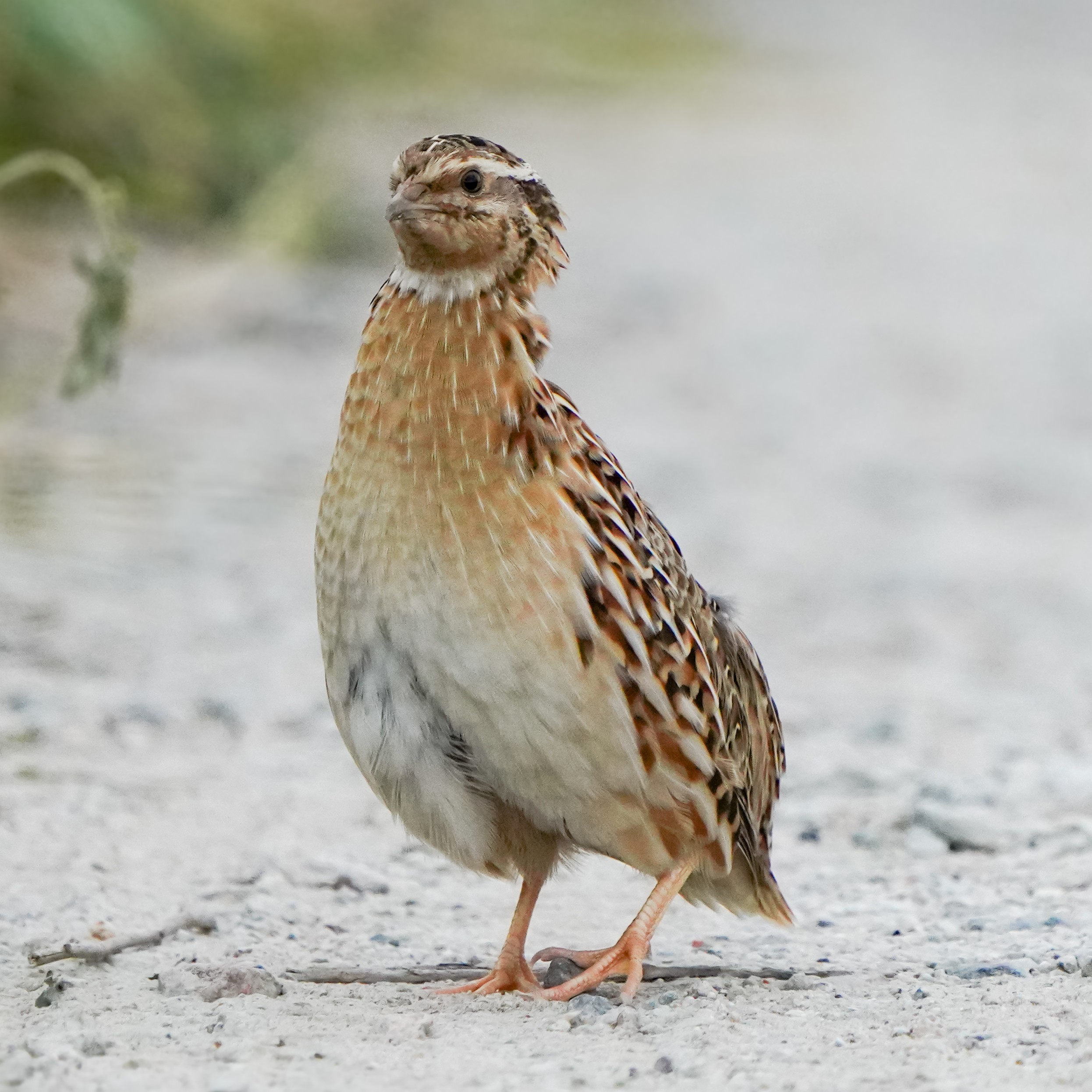 Japanese Quail Coturnix Japonica Species Factsheet | BirdLife DataZone