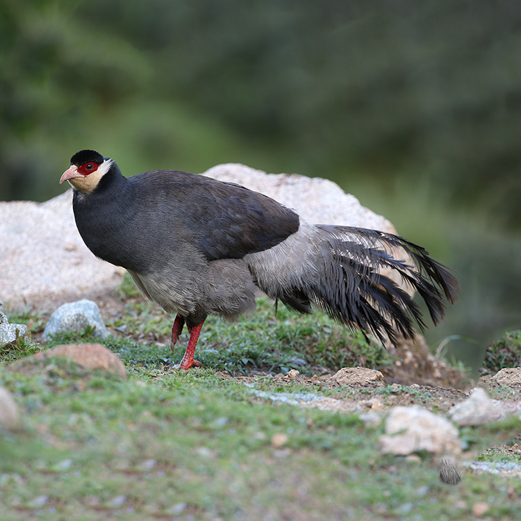 Tibetan Eared-pheasant Crossoptilon harmani Species Factsheet