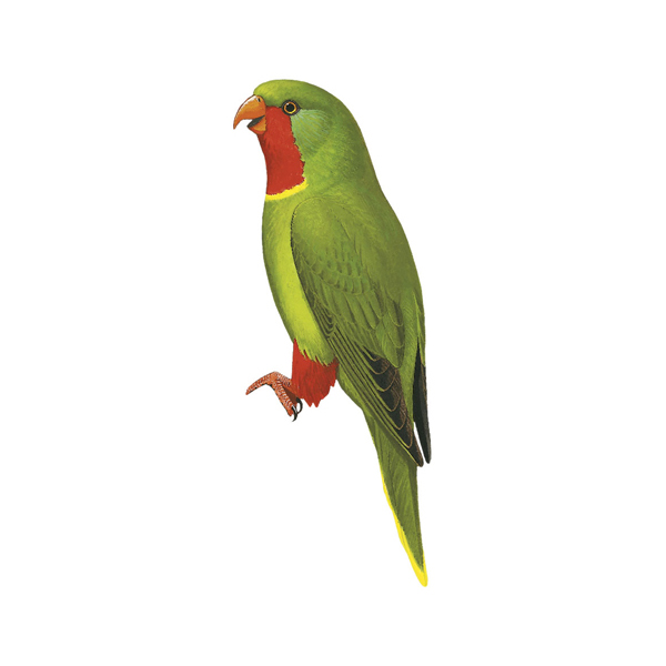 https://birdlifedata.blob.core.windows.net/species-images/22684693.jpg