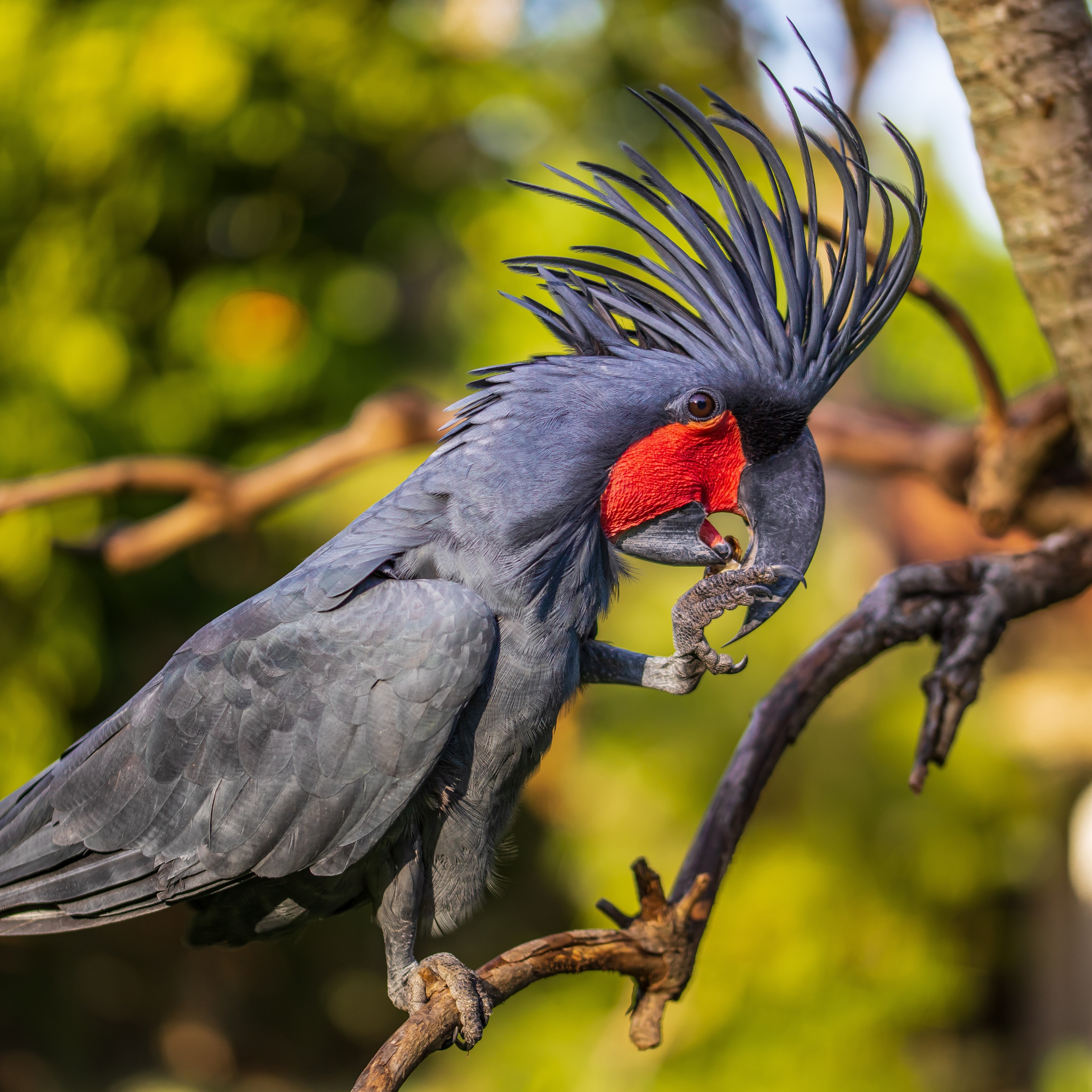 Black Palm Cockatoo Size