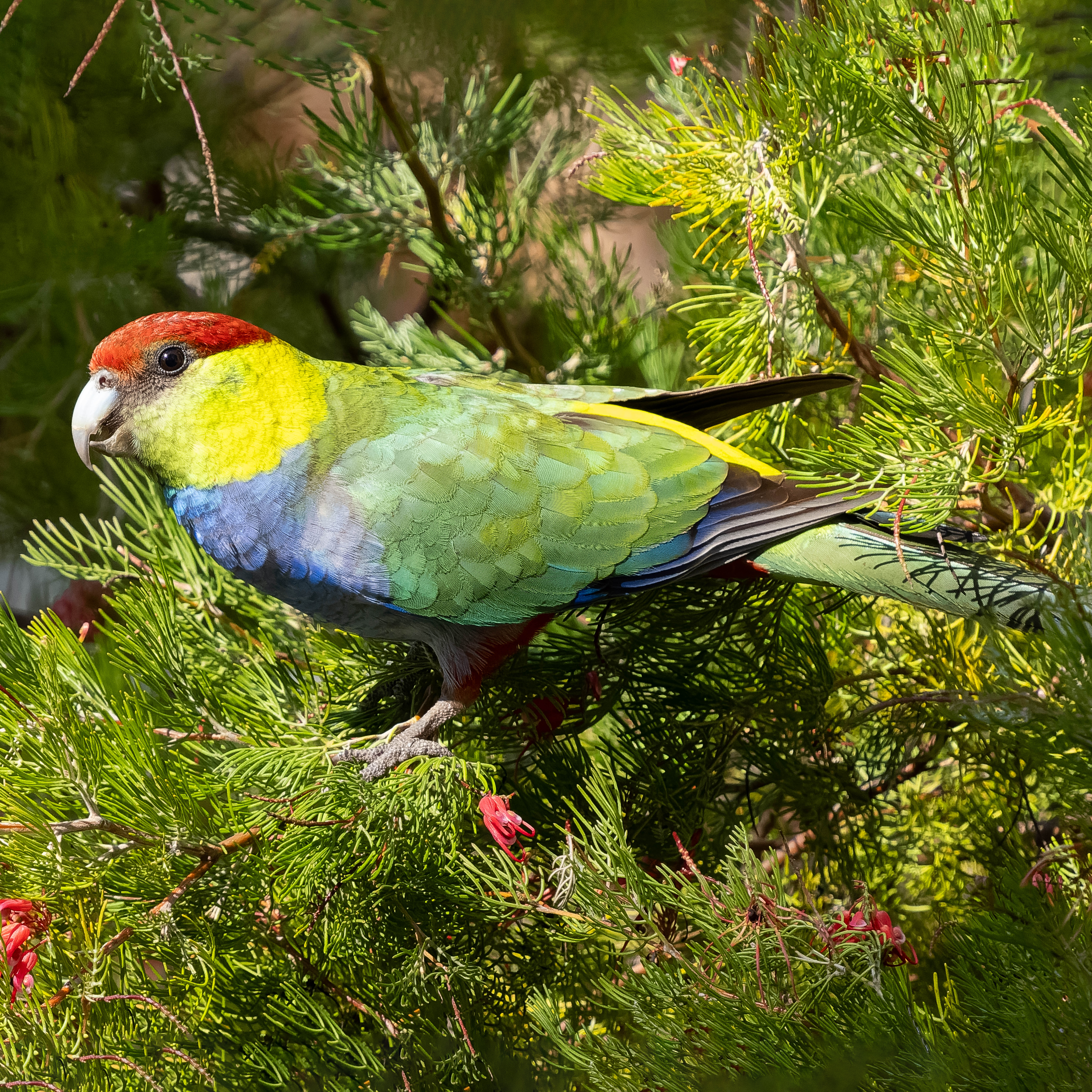 Red capped parrot discount