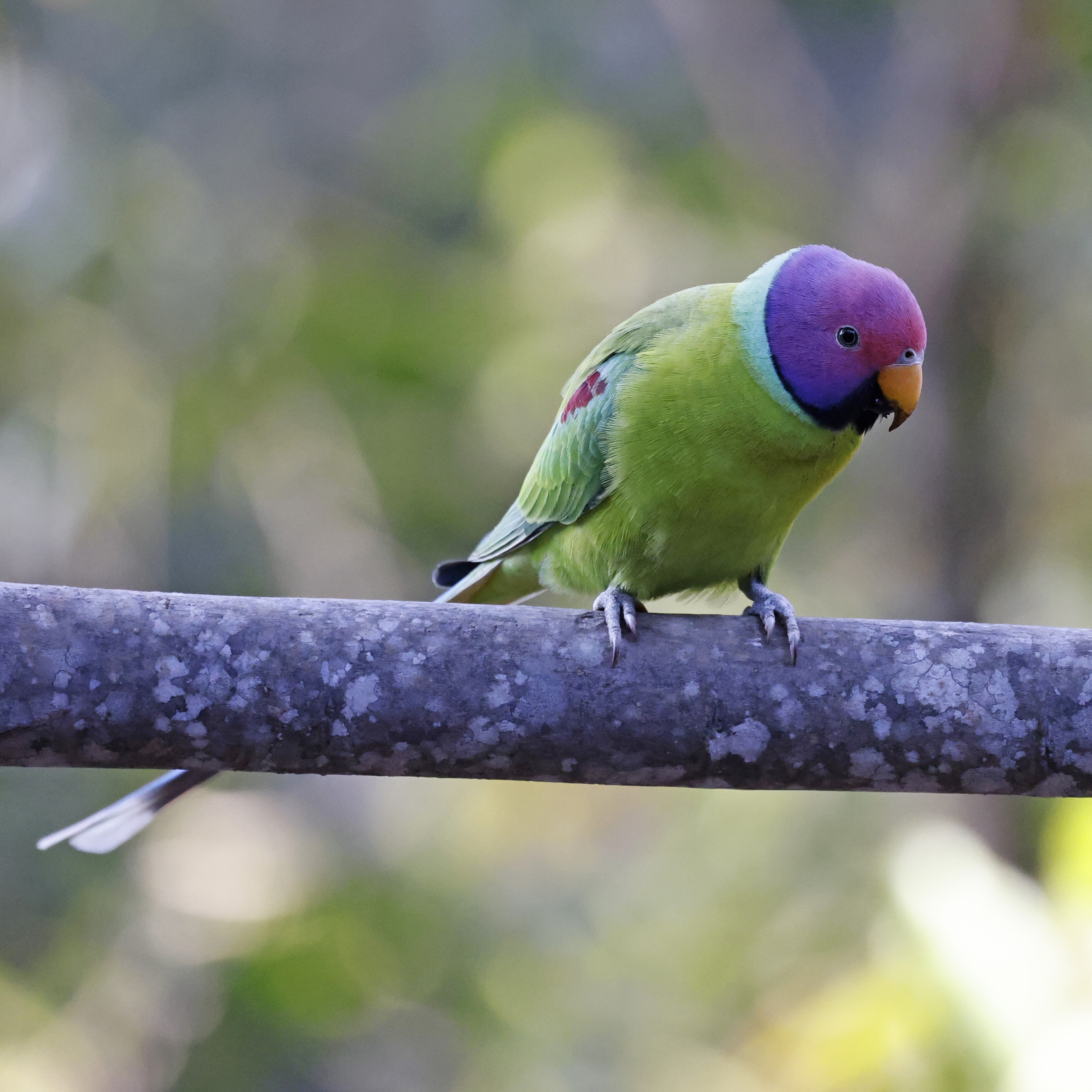 Plum-headed Parakeet Himalayapsitta Cyanocephala Species