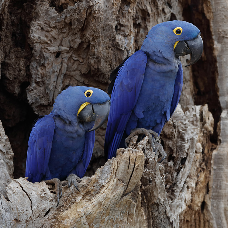 Image showcasing Hyacinth Macaw Parrot Hyacinth Macaw Blue Parrot Birds Free Photo On