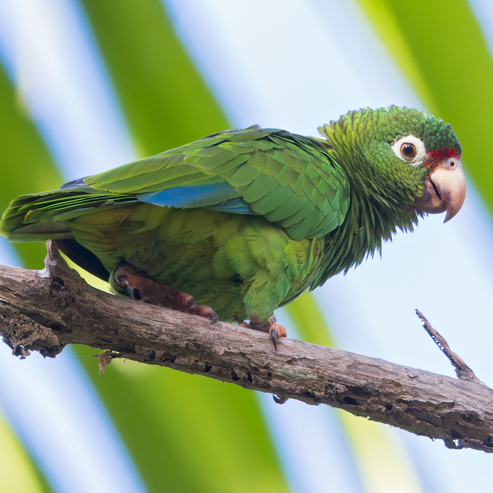 Puerto Rican Amazon Amazona Vittata Species | BirdLife DataZone