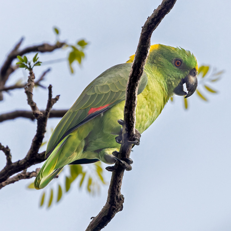 Yellow naped Amazon Amazona Auropalliata Species BirdLife DataZone