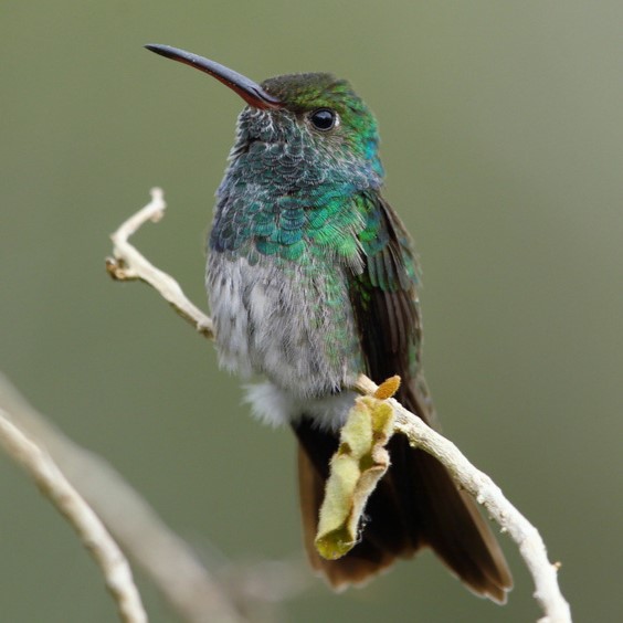 Honduran Emerald Amazilia Luciae Species Factsheet | BirdLife DataZone
