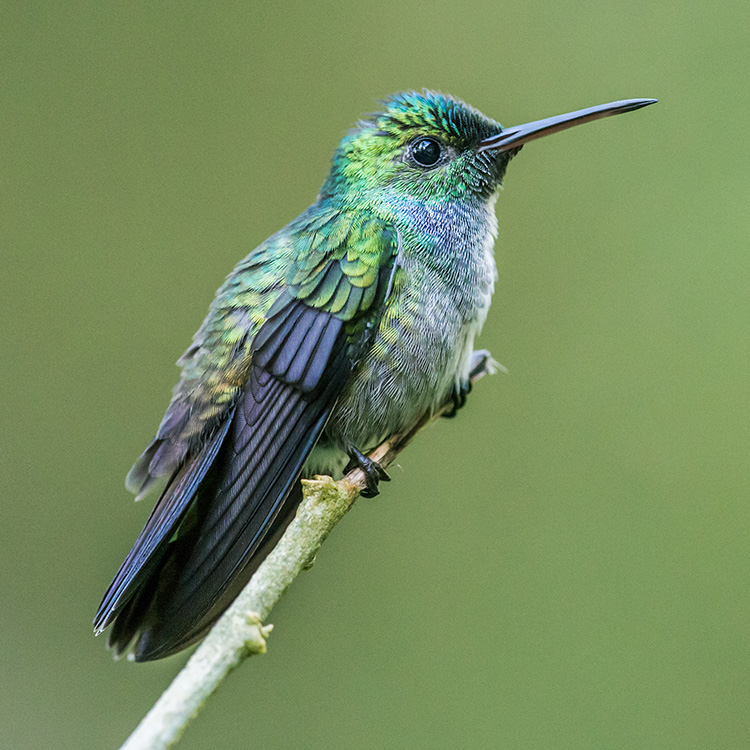 The Blue Hummingbirds