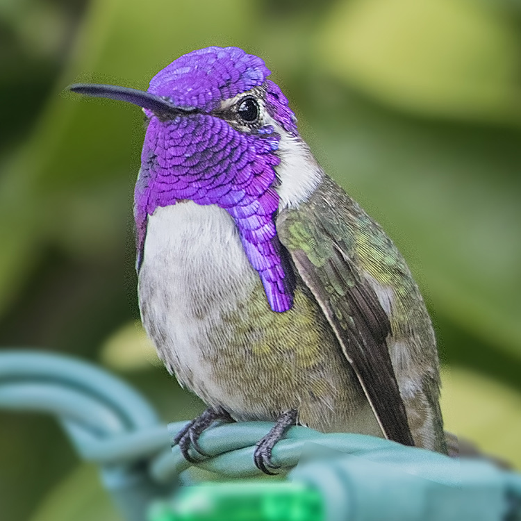 Costa's Hummingbird Calypte Costae Species Factsheet | BirdLife DataZone