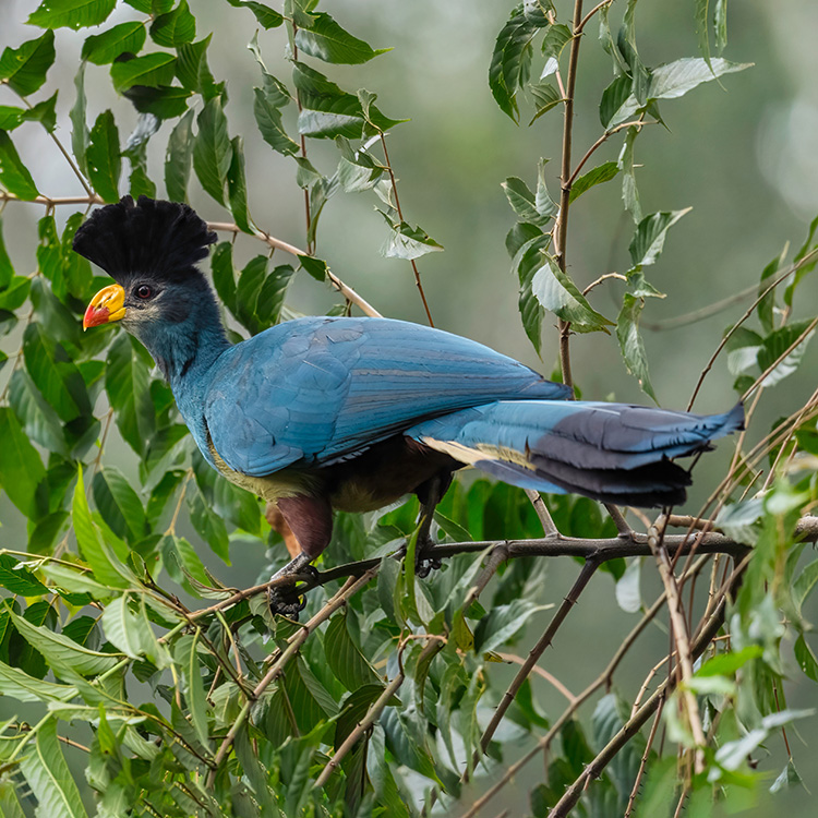 Great Blue Turaco Corythaeola Cristata Species Factsheet