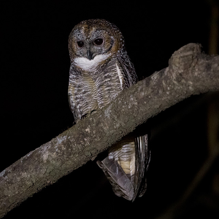 Mottled Wood Owl Scientific Name