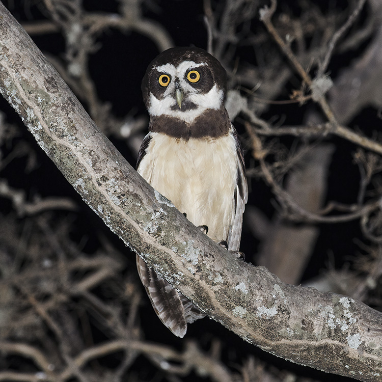 Spectacled Owl Pulsatrix Perspicillata Species Factsheet