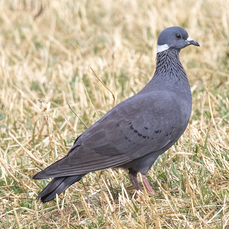 collared dove all types of pigeon