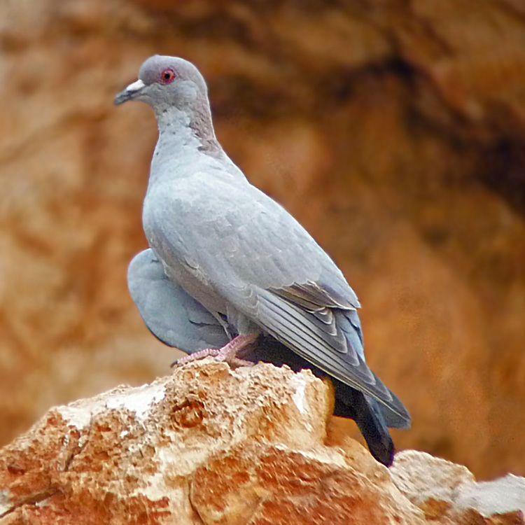 Somali Pigeon Columba oliviae Species Factsheet | BirdLife DataZone