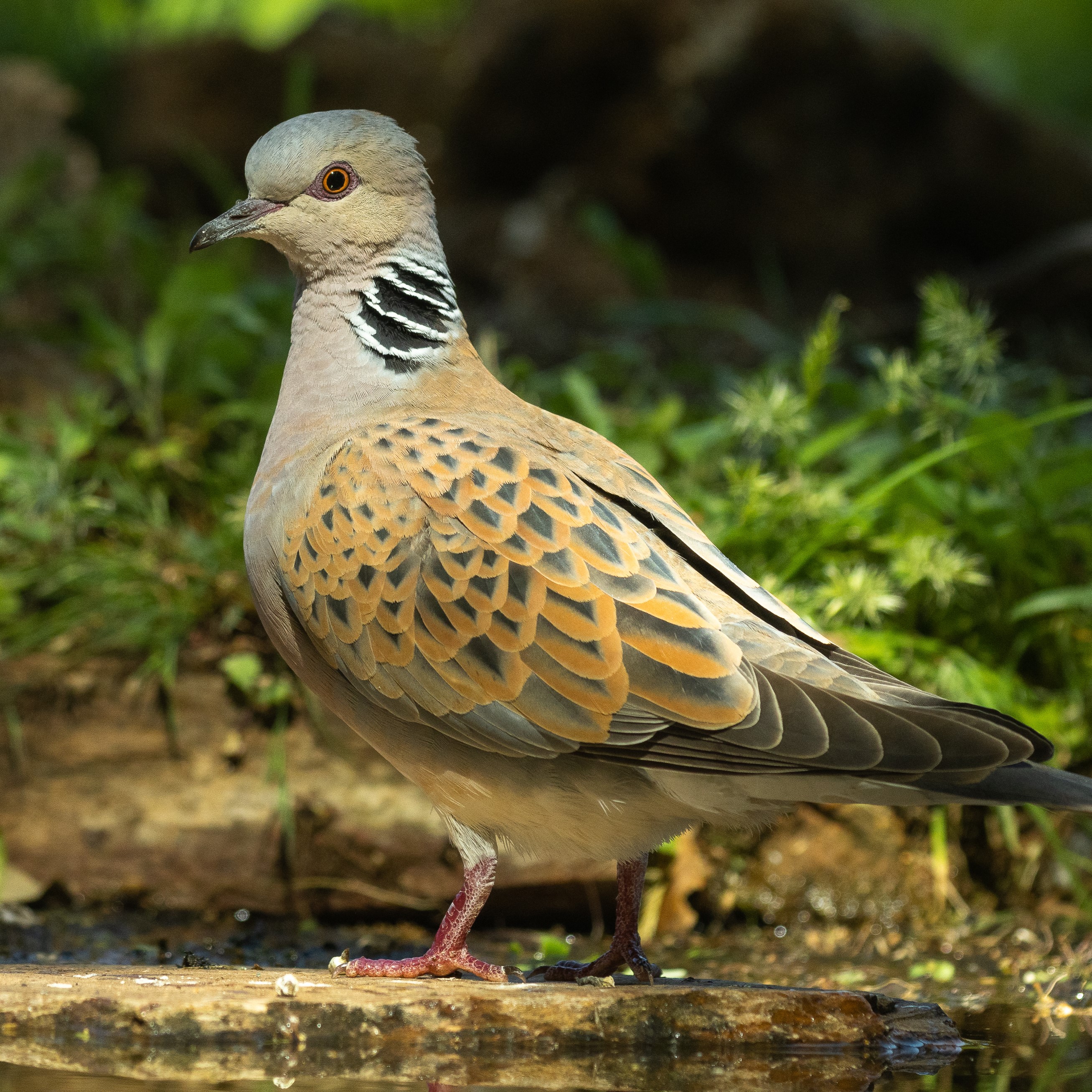 European Turtle-dove Streptopelia Turtur Species Factsheet | BirdLife  DataZone, image size:2614x2614