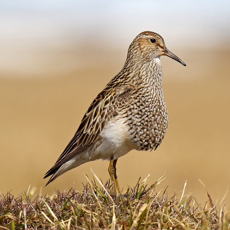pectoral sandpiper calidris melanotos Pectoral Sandpiper Calidris melanotos Species Factsheet