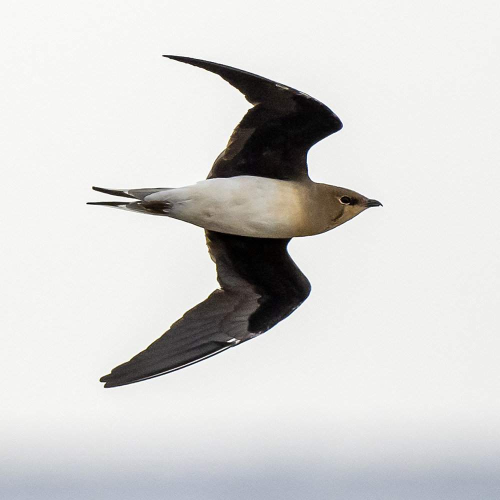 Black-winged Pratincole Glareola Nordmanni Species Factsheet Black-winged Pratincole Glareola Nordmanni Species Factsheet