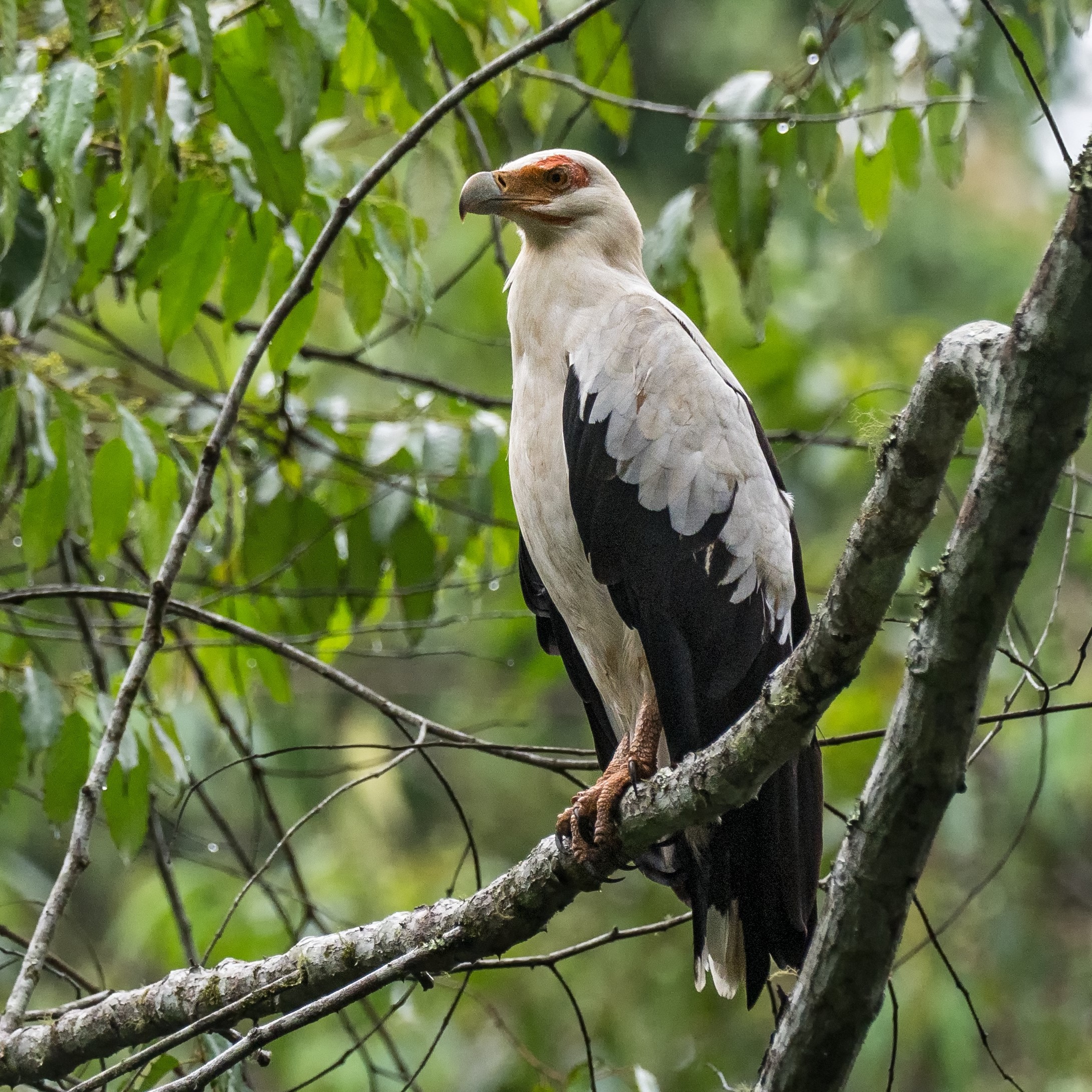 Palm Nut Vulture
