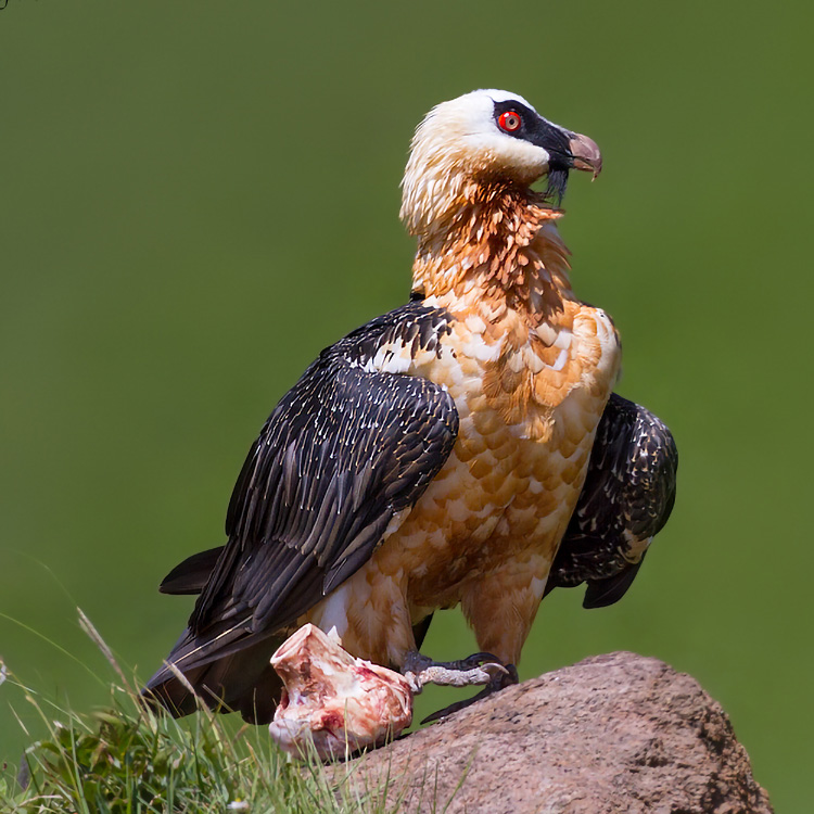 Bearded Vulture