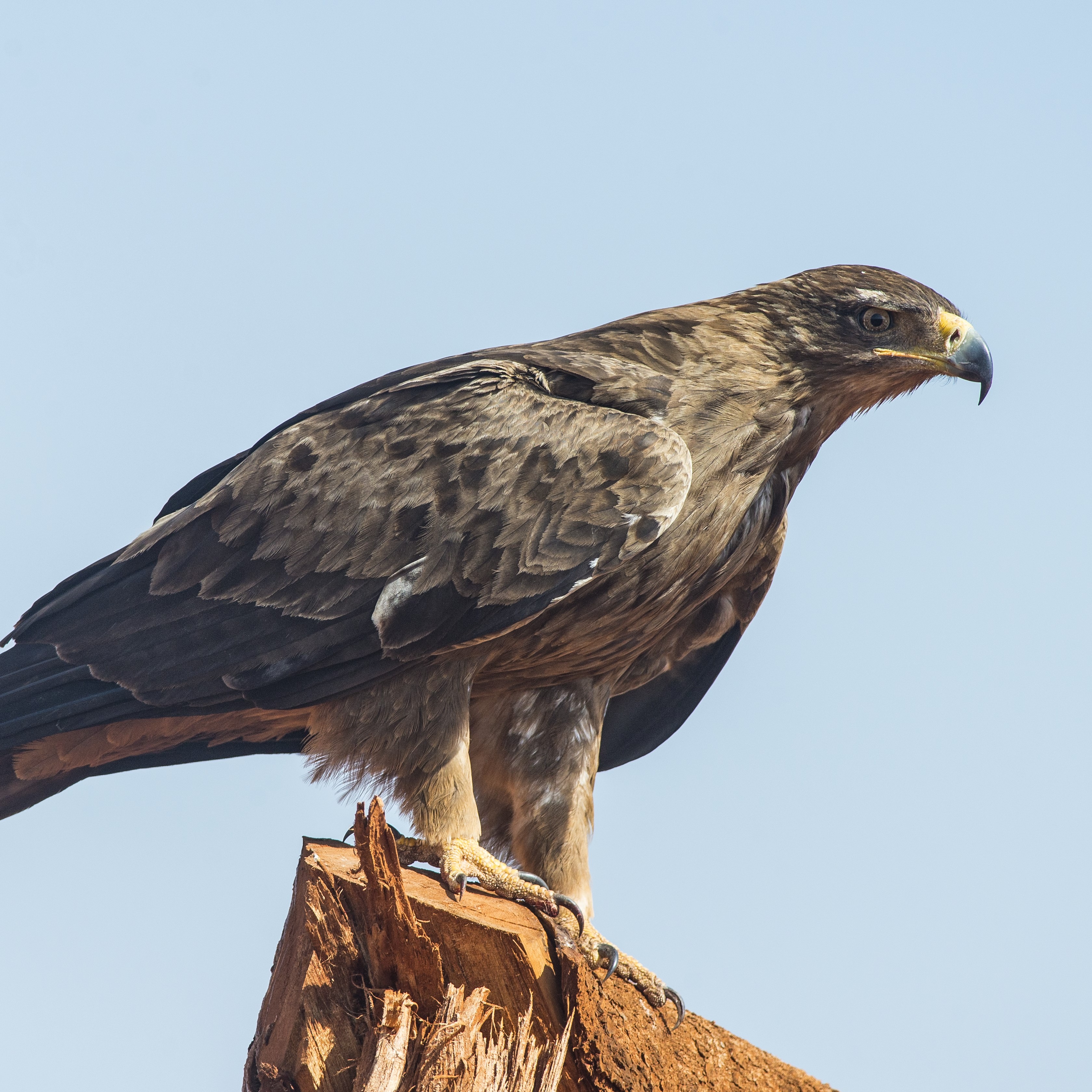 Tawny Eagle Aquila Rapax Species | BirdLife DataZone