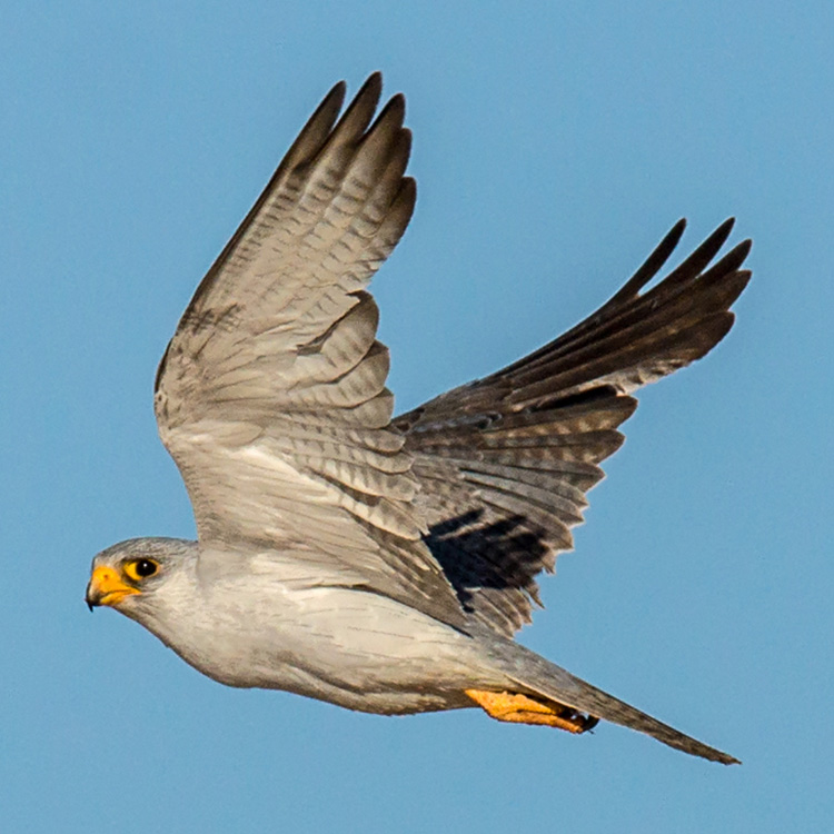 falcon grey two