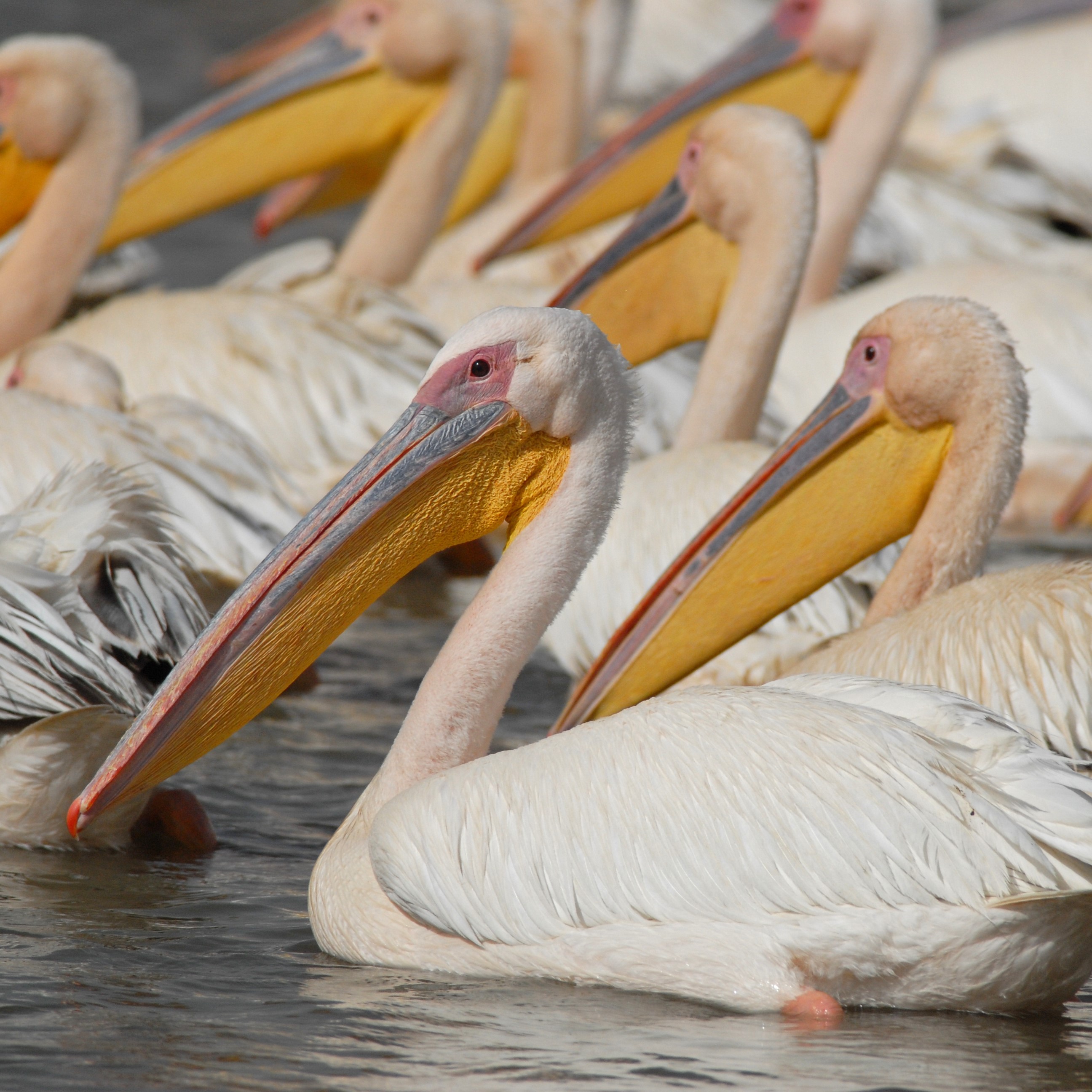 great-white-pelican-white-pelicans-south-carolina-public-radio