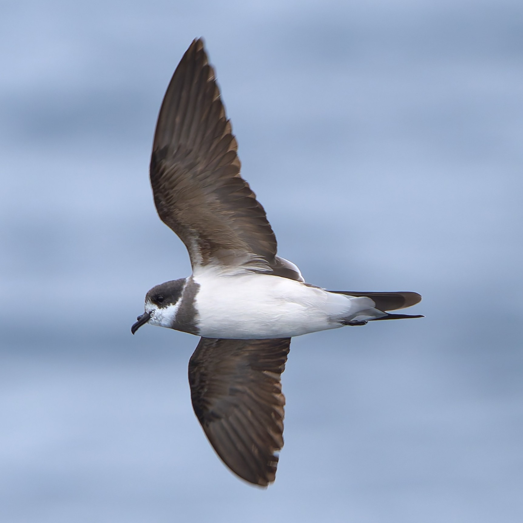Ringed Storm-petrel Hydrobates Hornbyi Species Factsheet | BirdLife DataZone, image size:1724x1724
