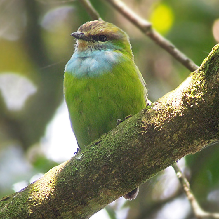 Grauer's broadbill