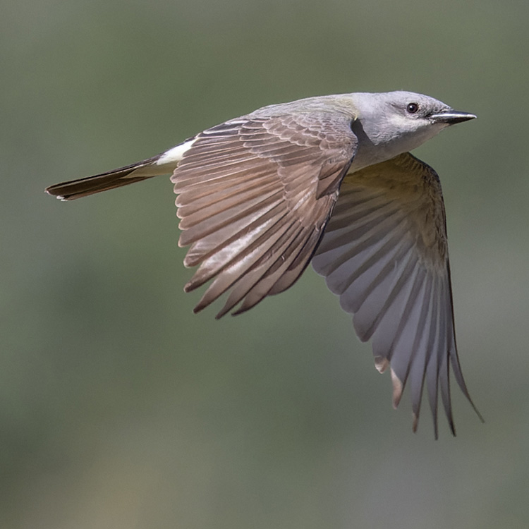 Western Kingbird Tyrannus verticalis Species Factsheet | BirdLife