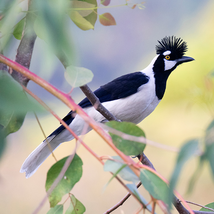 Tufted Jay Cyanocorax Dickeyi Species Factsheet | BirdLife DataZone