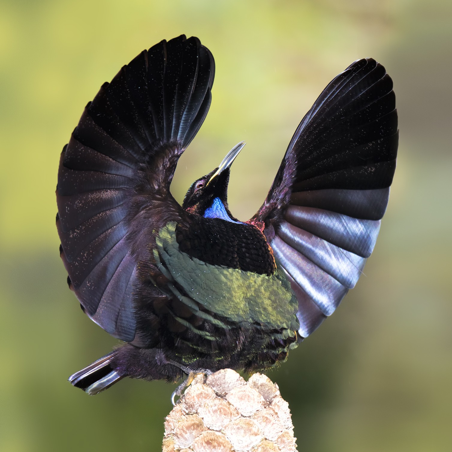 Rifbird Bird Of Paradise Riflebird