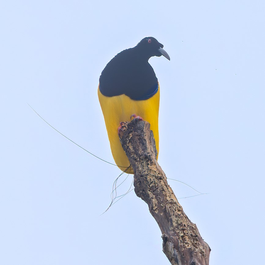 Twelve-wired Bird-of-paradise Seleucidis melanoleucus Species