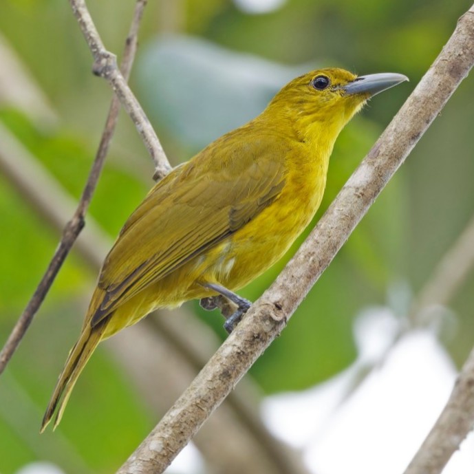 Isabela Oriole Oriolus Isabellae Species Factsheet