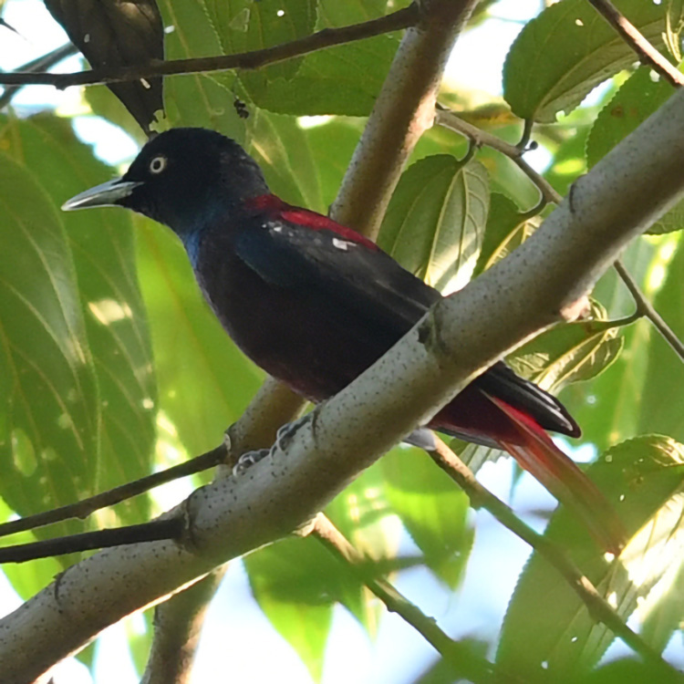 Maroon Oriole Oriolus traillii Species Factsheet BirdLife DataZone