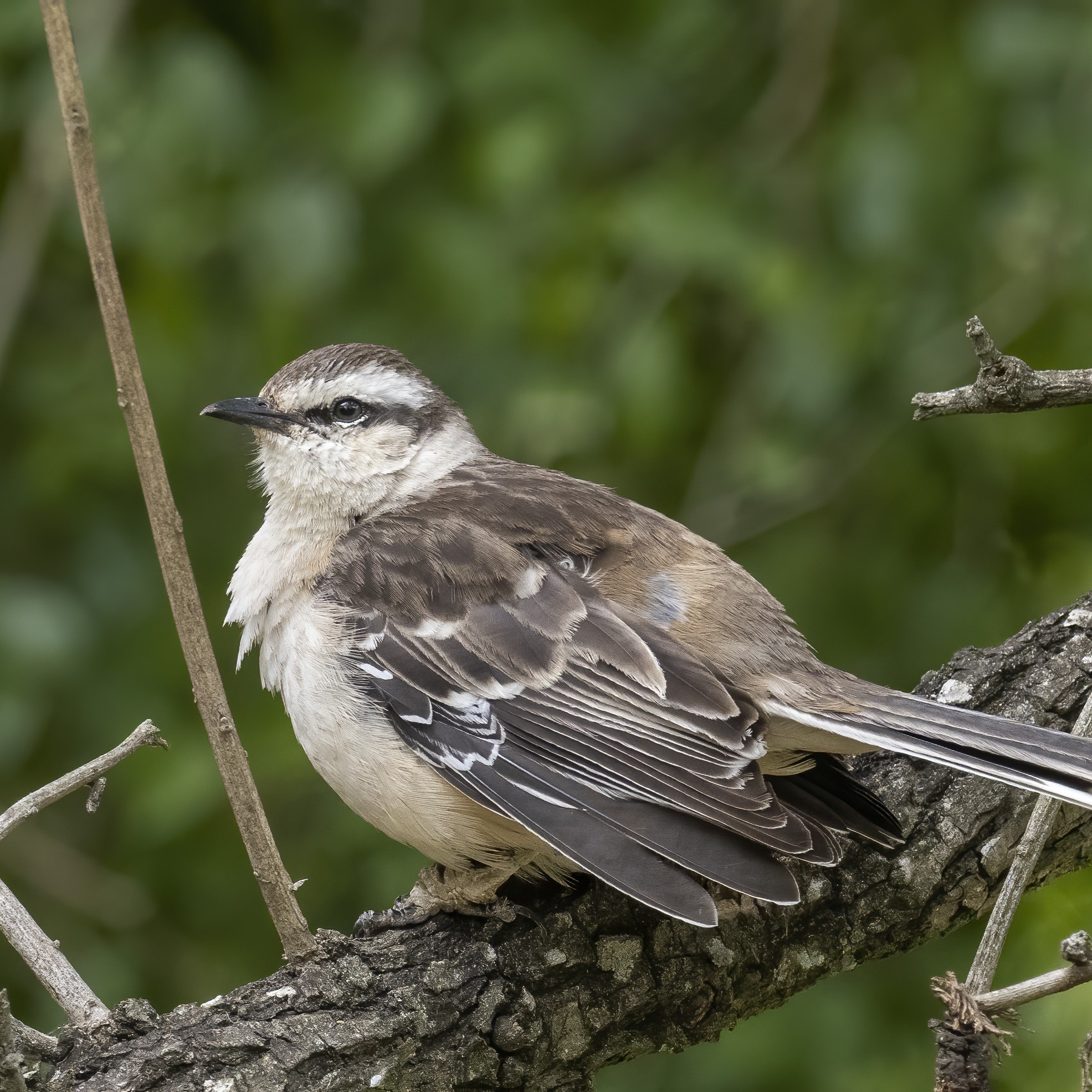 Chalk-browed Mockingbird Mimus Saturninus Species Factsheet