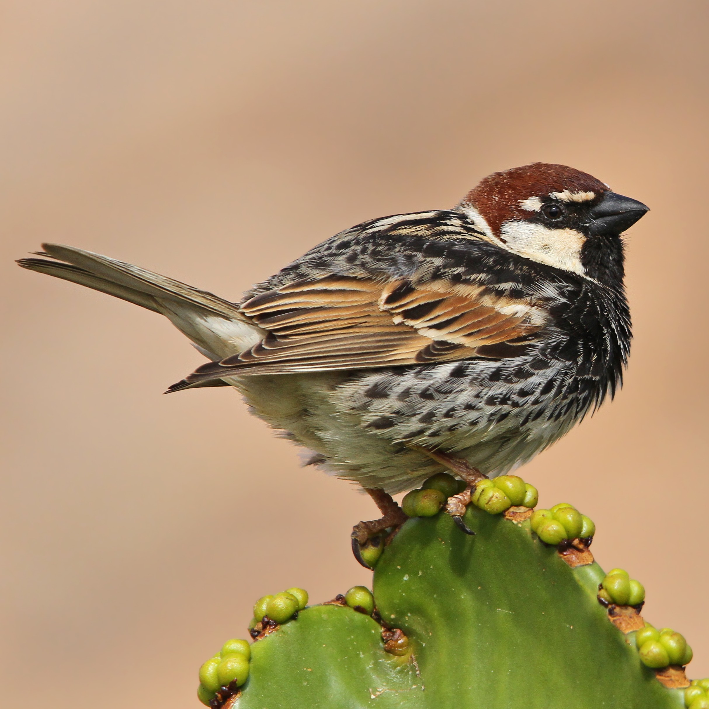 Barn Sparrow In Spanish