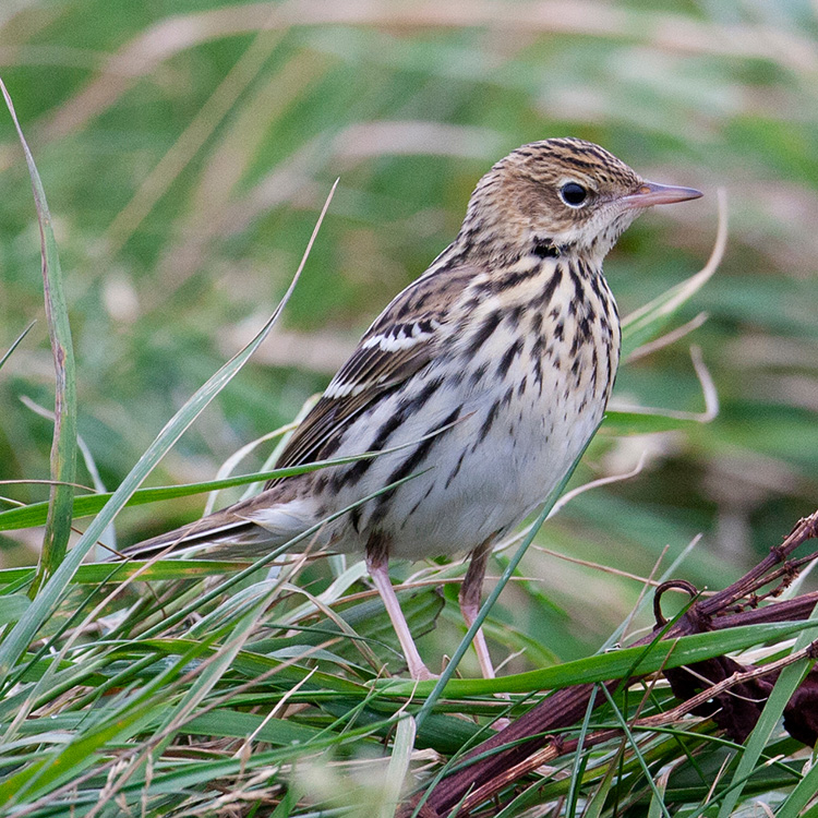 Pechora Pipit Anthus Gustavi Species | BirdLife DataZone