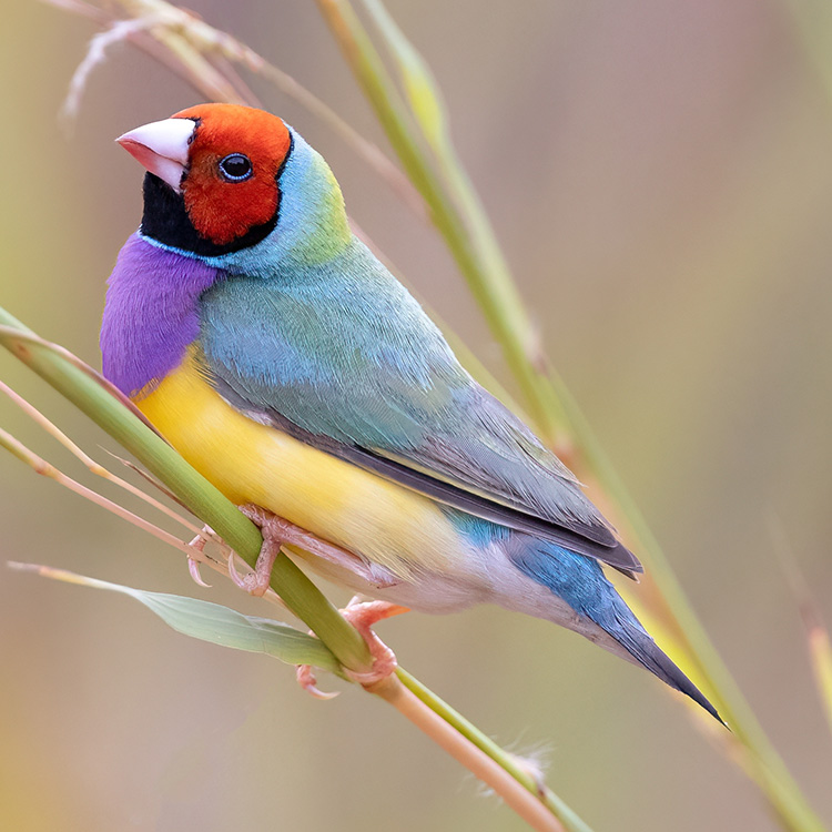 gouldian-finch
