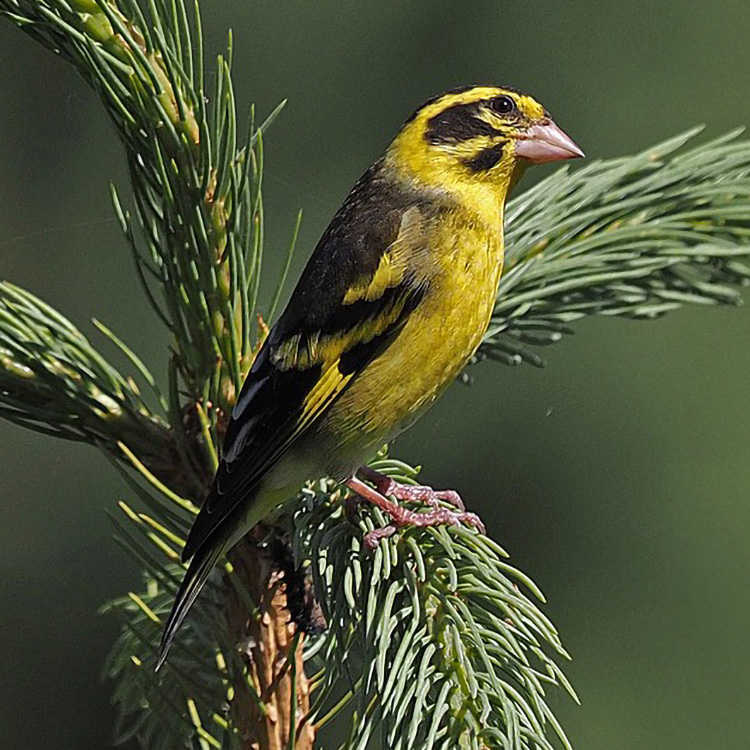 Yellow-breasted Greenfinch Chloris Spinoides Species Factsheet