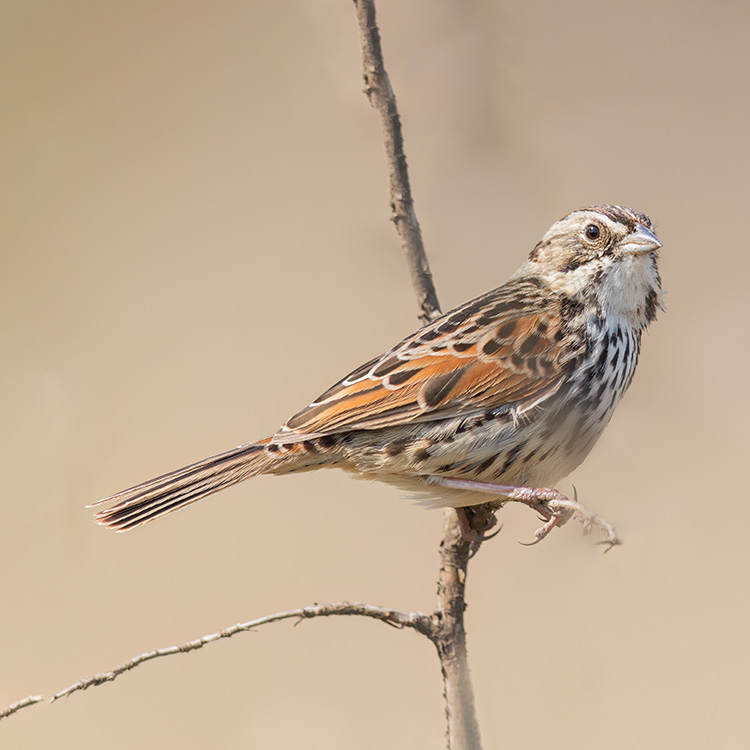 Sierra Madre Sparrow Xenospiza Baileyi Species Factsheet
