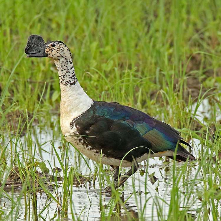sarkidiornis melanotos sylvicola Comb duck The knob-billed duck (Sarkidiornis melanotos)