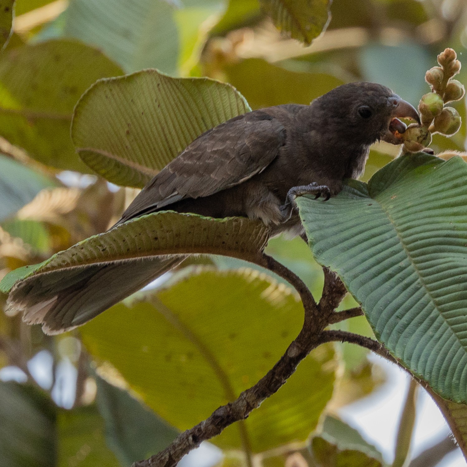 https://birdlifedata.blob.core.windows.net/species-images/22727890.jpg
