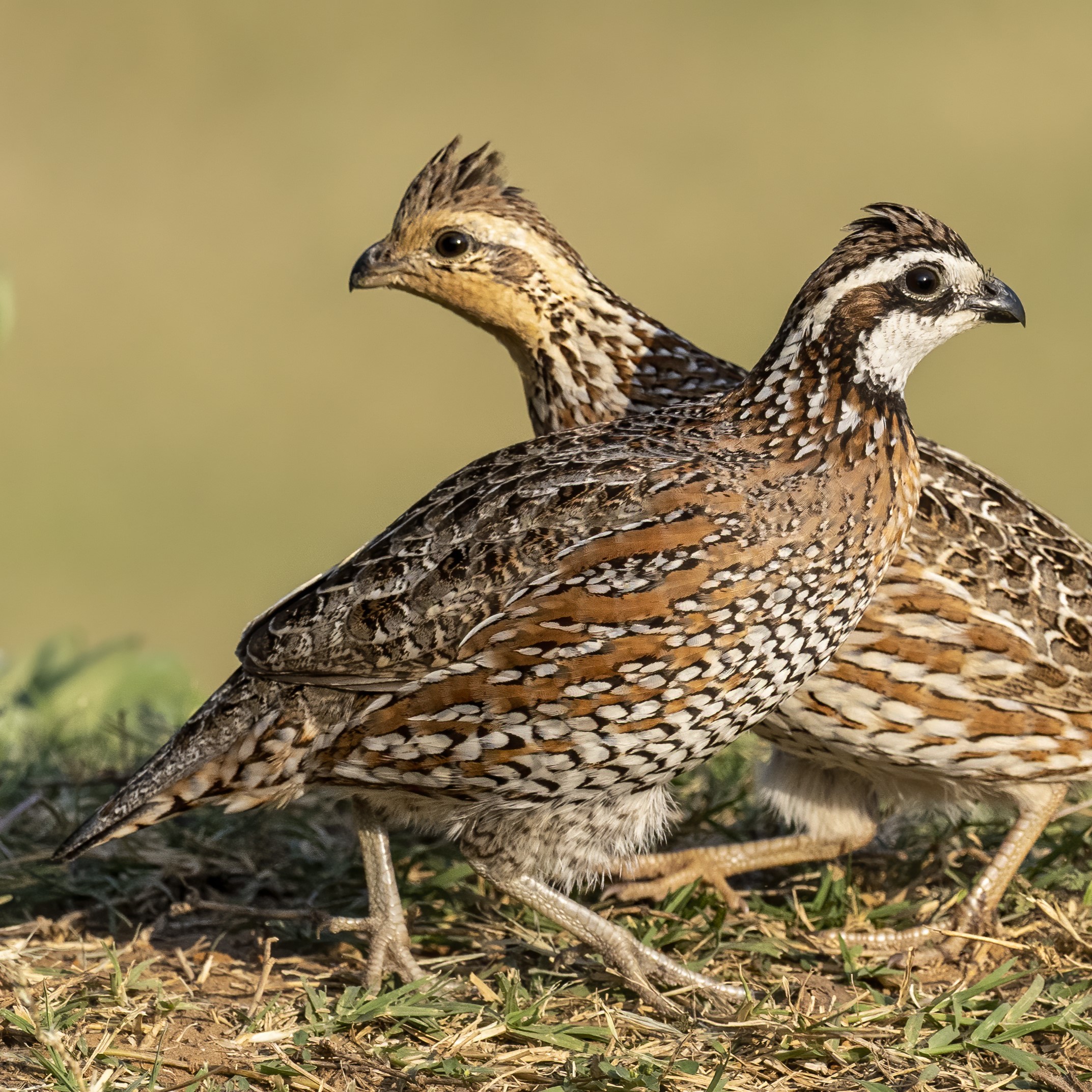 Quail In Michigan Bobwhite Quail
