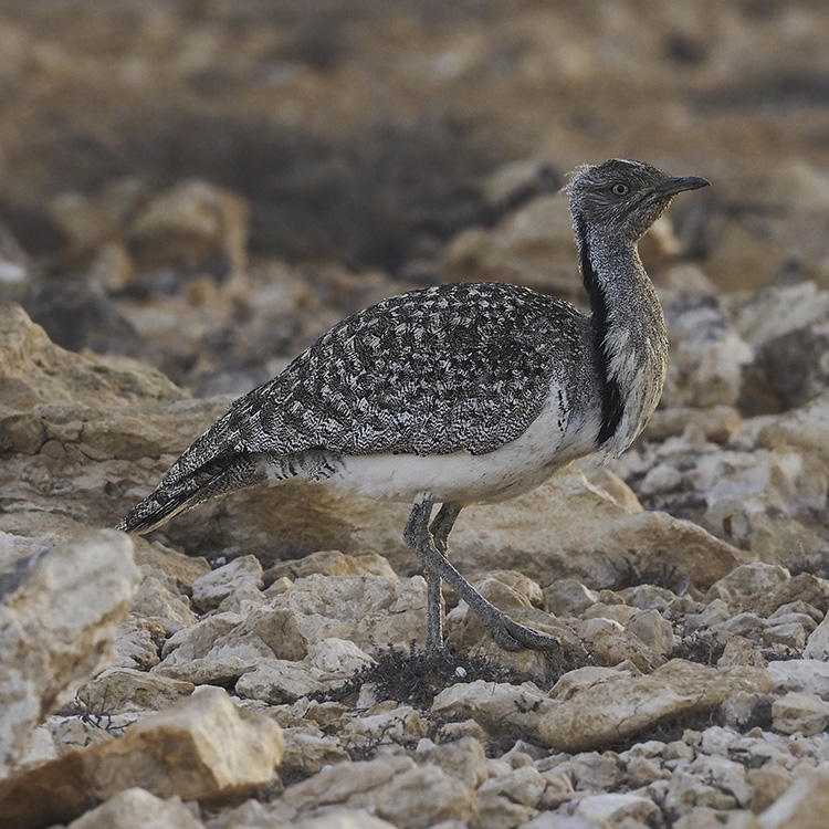 Semiz ayollar bilan anal jinsiy aloqa