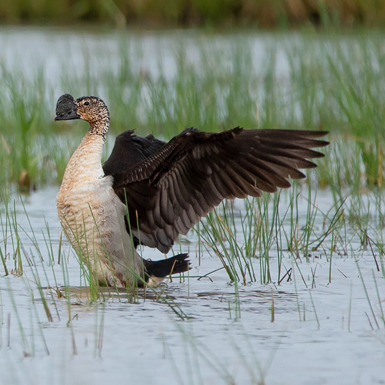 Knob-billed Duck Sarkidiornis melanotos Species Factsheet