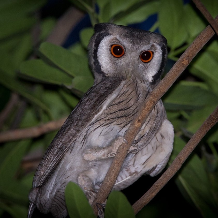 Northern White-faced Owl Ptilopsis Leucotis Species Factsheet